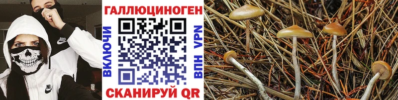 Псилоцибиновые грибы Psilocybe  дарк нет телеграм  Чекалин  купить  сайты 